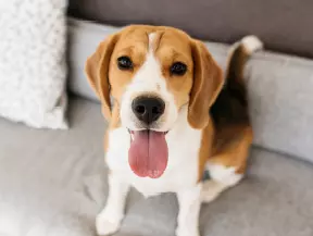 Beagle auf dem Sofa