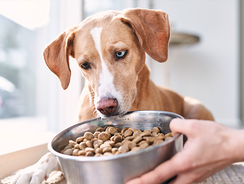 Hund wartet darauf Essen zu dürfen