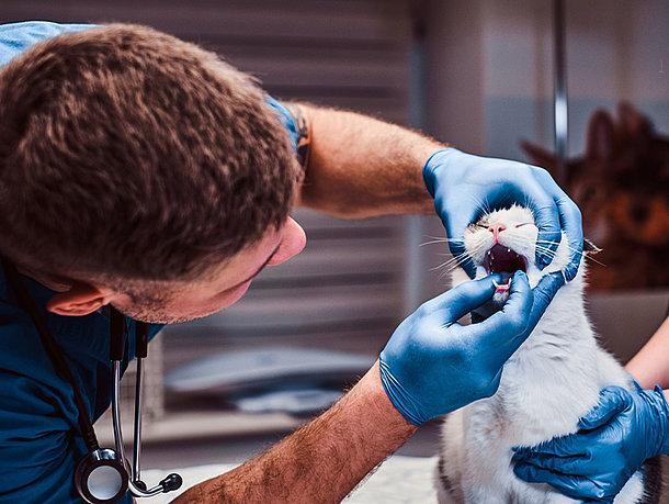 Arzt kontrolliert den Mund einer Katze