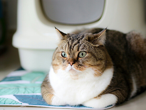Katze liegt vor Katzenklo