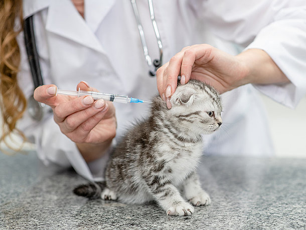 mera Petfood Ratgeber - Kätzchen impfen mera Petfood Ratgeber - Kätzchen impfen