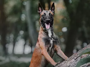 Hunderasse Malinois