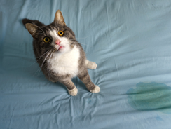 mera Katzen Urin entfernen mera Katzen Urin entfernen