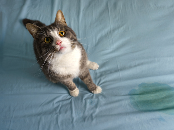 mera Katzen Urin entfernen mera Katzen Urin entfernen