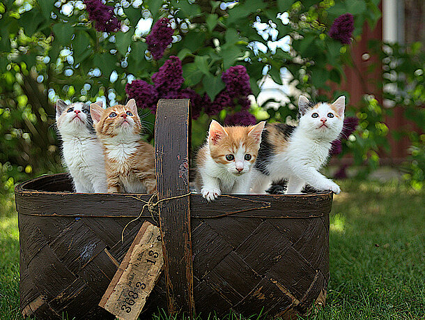Vier Kitten in einem Korb im Garten 