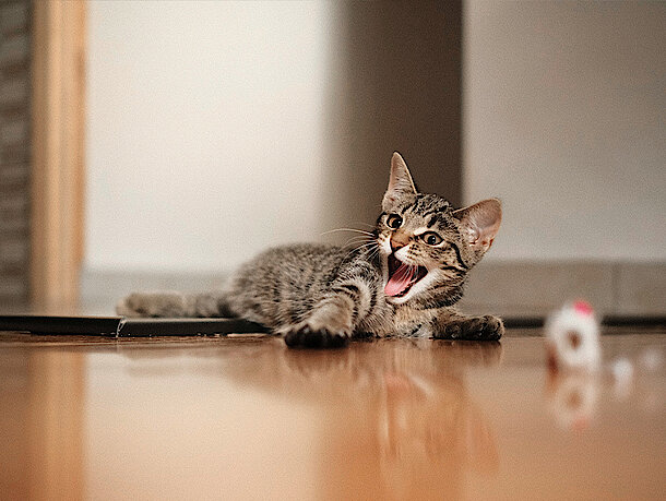 Kitten liegt seitlich auf dem Boden 