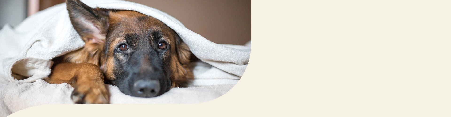 Schäferhund Info Banner