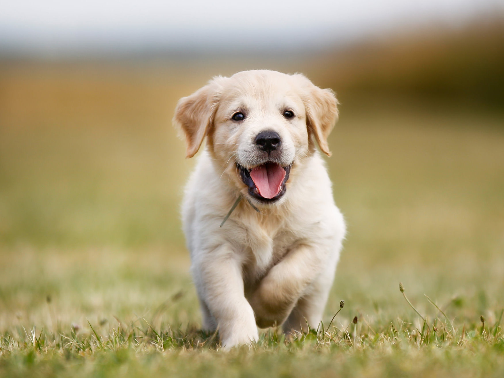 Gl ckliche Welpen Und Hunde Gl ckliche Welpen Und Hunde