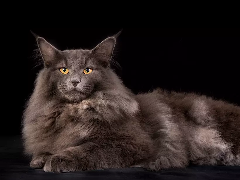 Norwegische Waldkatze Info Banner Norwegische Waldkatze Info Banner