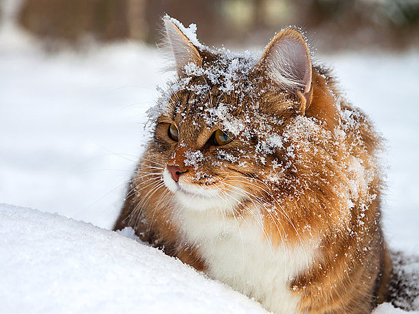 Beschäftigung für Katzen im Winter