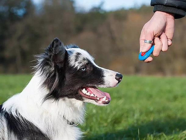 Clickertraining beim Hund Clickertraining beim Hund