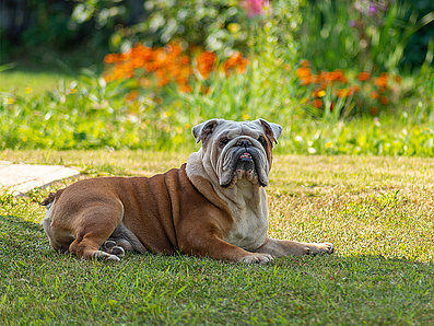 mera Hunderasse Englische Bulldogge