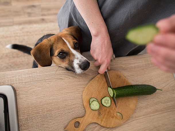Hund bekommt Gurkenscheiben zum Essen Hund bekommt Gurkenscheiben zum Essen