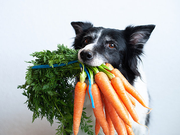 Hund mit einem Bund Möhren im Maul Hund mit einem Bund Möhren im Maul