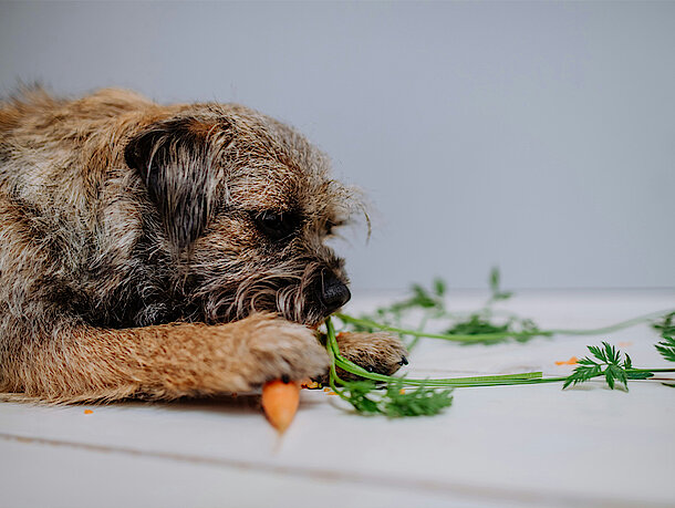 Hund frisst eine Möhre Hund frisst eine Möhre