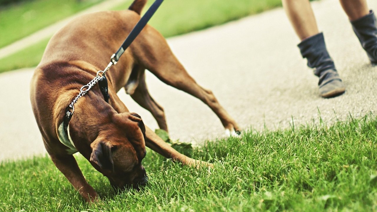 what causes dogs to eat grass