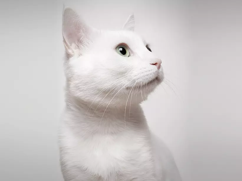 mera Katzenrassen tuerkisch Angora Katze 