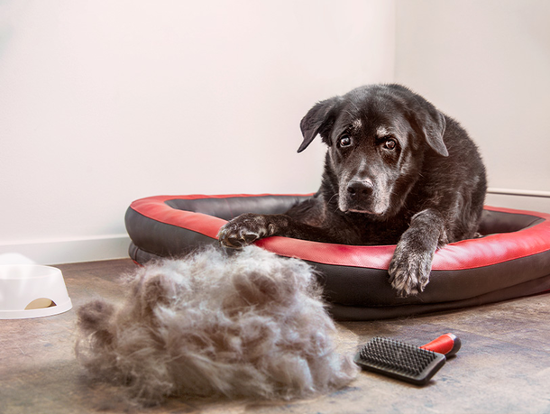 mera petfood - hunde ratgeber fellpflege mera petfood - hunde ratgeber fellpflege