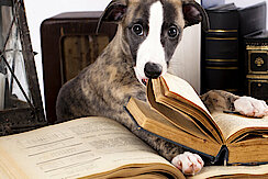 Hund beißt in ein buch hinein