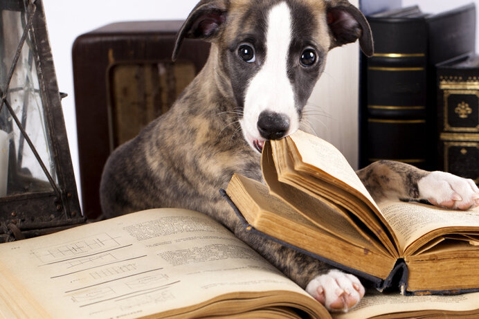 Hund beißt in ein buch hinein Hund beißt in ein buch hinein
