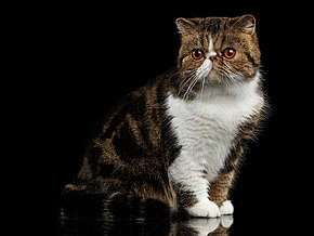 mera Katzenrassen Exotic Shorthair
