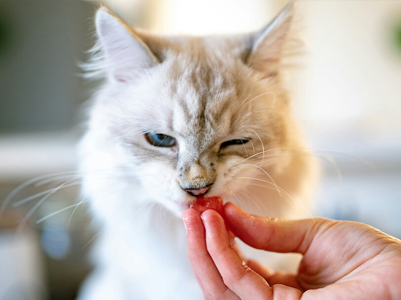 Katze kriegt Leckerchen hingehalten 