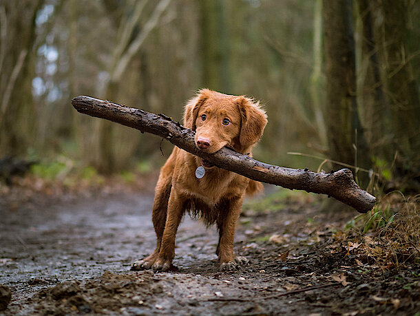 Braunfarbiger Hund apportiert einen Stock im Wald Braunfarbiger Hund apportiert einen Stock im Wald