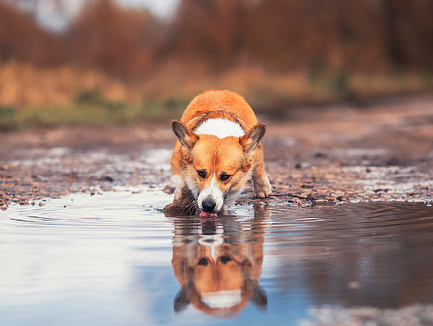 mera Hunderatgeber - Giardien mera Hunderatgeber - Giardien