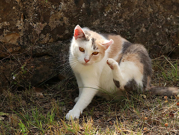 mera Katzenratgeber - Flöhe bei Katzen