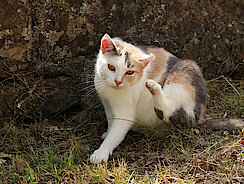 mera Katzenratgeber - Flöhe bei Katzen