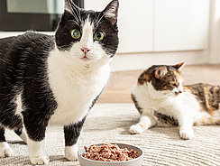 mera Ratgeber - Katzen aneinander gewöhnen mera Ratgeber - Katzen aneinander gewöhnen