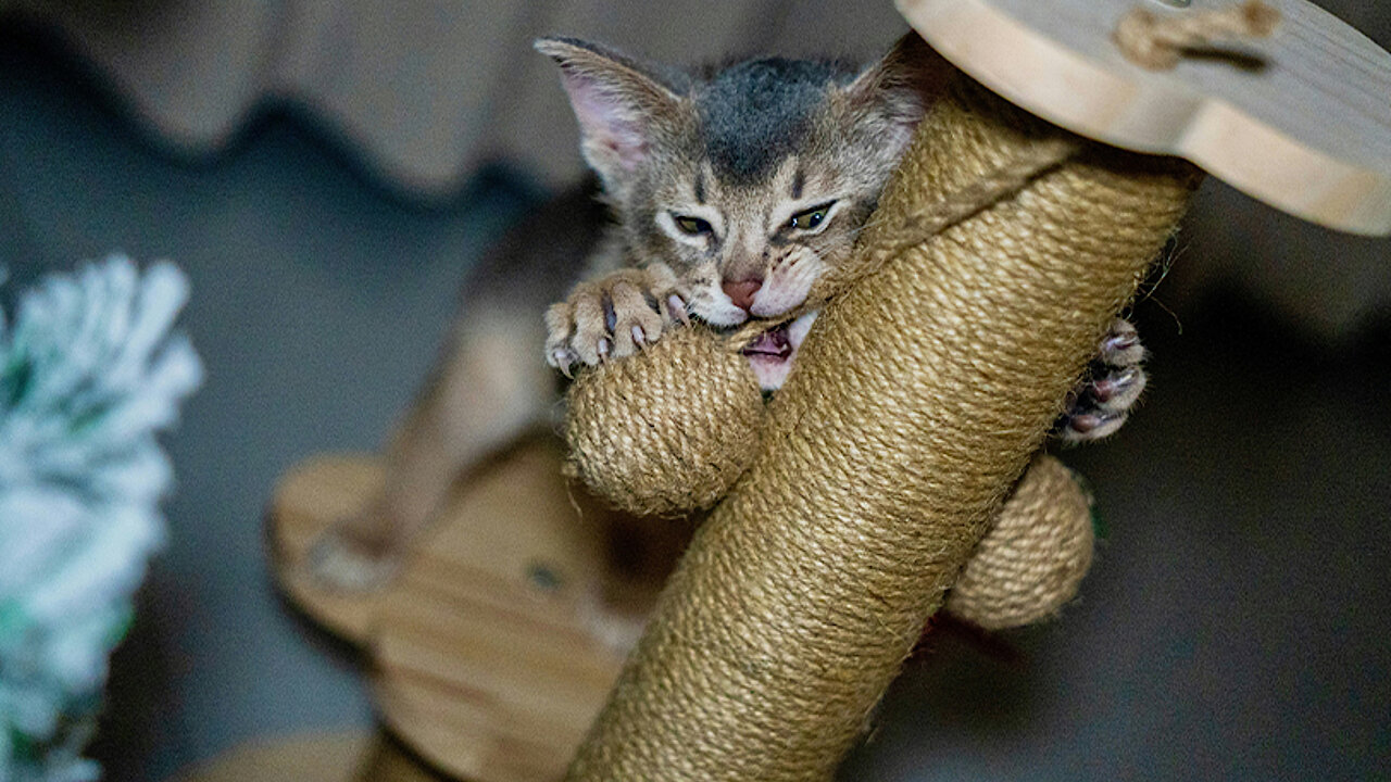 Kratzbaum  Warum er so wichtig fr Katzen ist! - mera - The Petfood Family