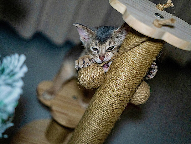 Katze beißt in Ball der vom Kratzbaum hängt
