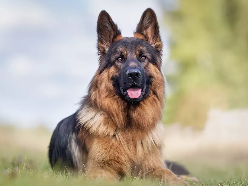 Deutscher Schäferhund Deutscher Schäferhund