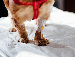 Hund hat einen Zugang im Bein 