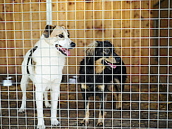 mera petfood hunderatgeber - Tierschutzhunde