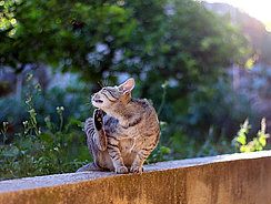 mera Katzenratgeber - Flöhe bei Katzen mera Katzenratgeber - Flöhe bei Katzen