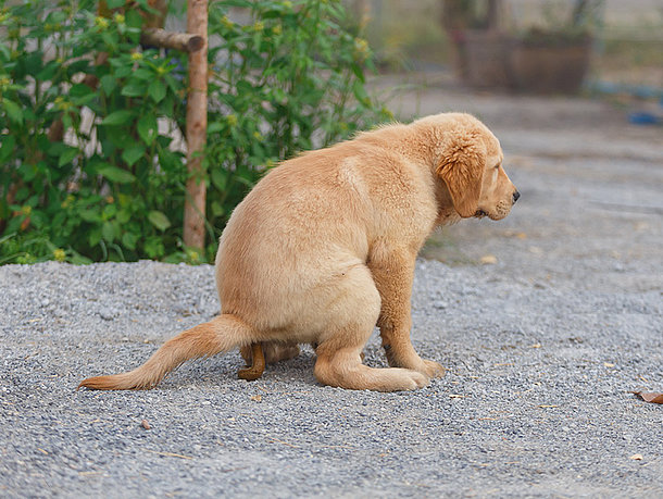 Welpe kackt auf den Boden