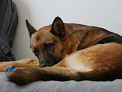 Hund liegt auf einer Liege beim Arzt Hund liegt auf einer Liege beim Arzt