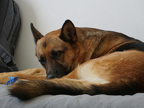 Hund liegt auf einer Liege beim Arzt Hund liegt auf einer Liege beim Arzt