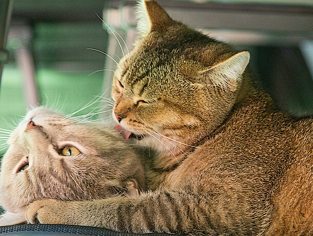 Die eine Katze putzt die andere Katze