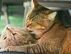 Die eine Katze putzt die andere Katze