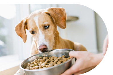 Hund mit Kopf am Futternapf Hund mit Kopf am Futternapf