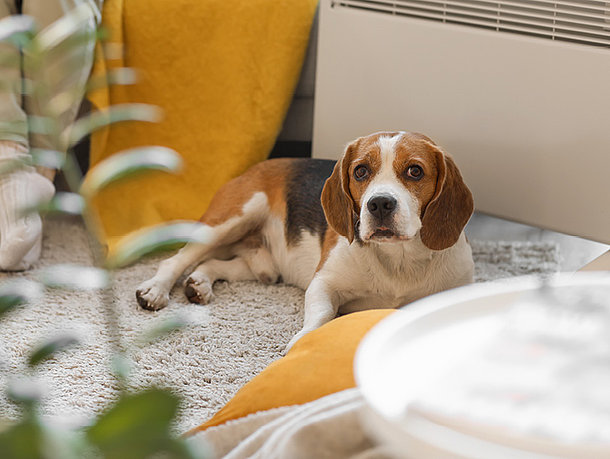 mera Ratgeber - Hundesteuer