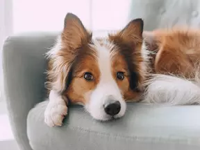 Hunderasse Border Collie