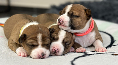 mera the Petfood Family Podcast Hundewelpen