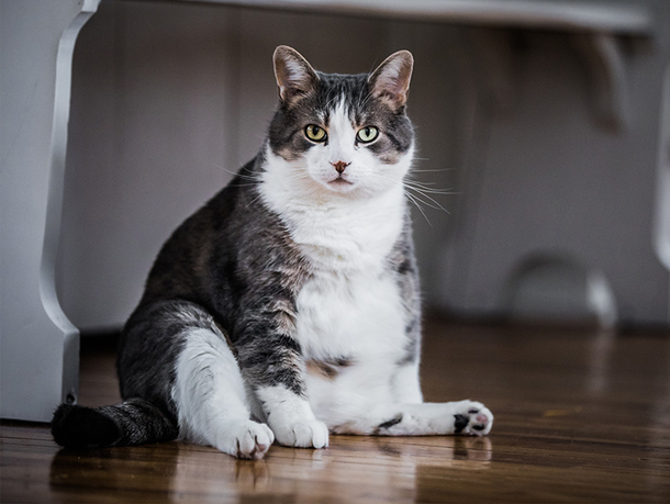 mera petfood katzenratgeber - übergewicht bei katzen