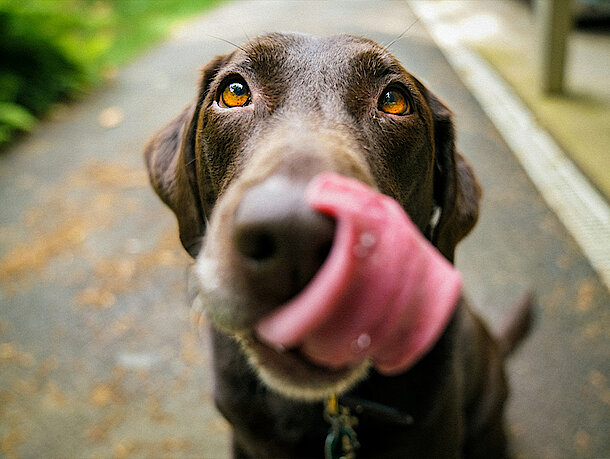 Hund schleckt sich die Lippen Hund schleckt sich die Lippen