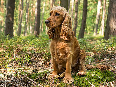 mera Hunderassen Cocker Spaniel