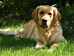 Golden Retriever liegt im Garten Golden Retriever liegt im Garten